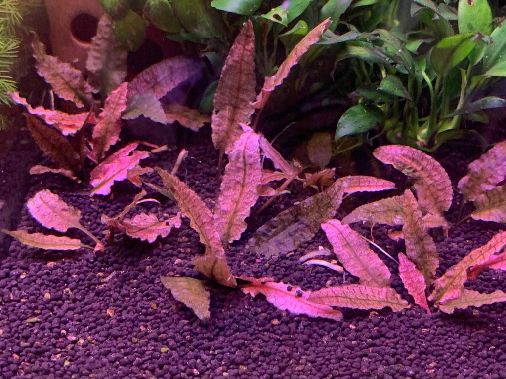 Cryptocoryne Flamingo (Rare) - The Nature Gallery