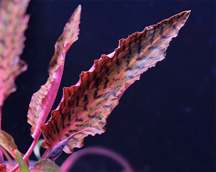 Cryptocoryne Nurii Rosen Maiden (Rare).