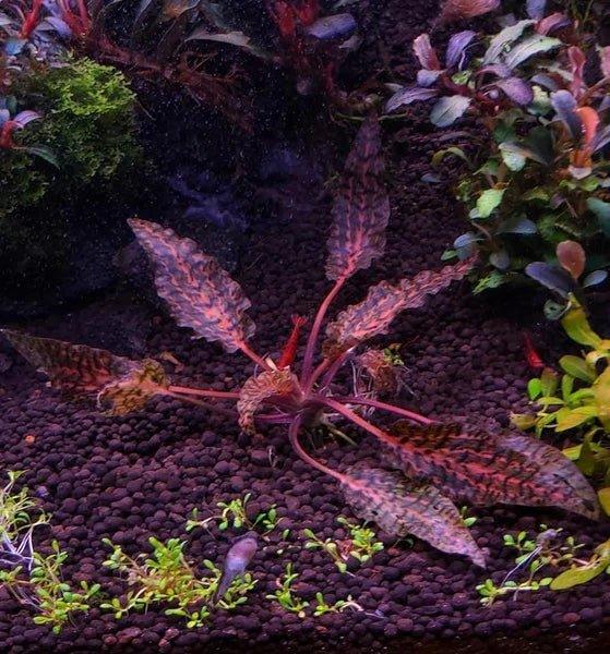 Cryptocoryne Nurii Rosen Maiden (Rare).