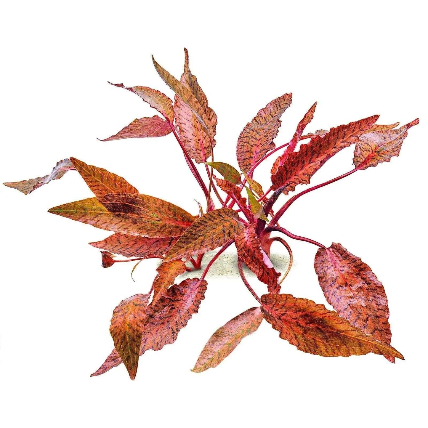 Cryptocoryne Nurii Rosen Maiden (Rare).