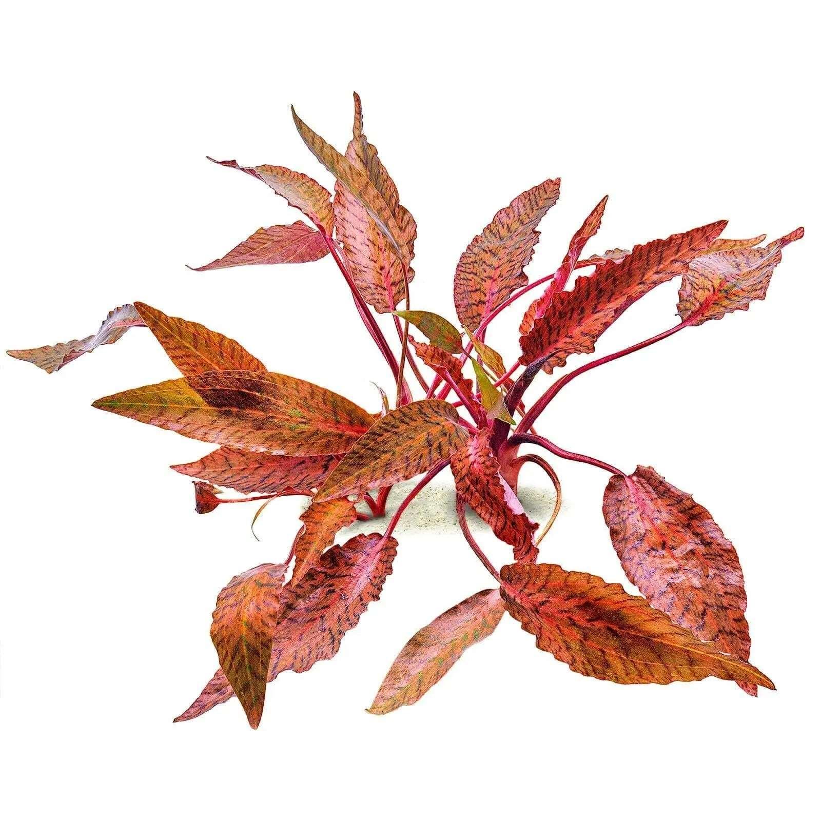 Cryptocoryne Nurii Rosen Maiden (Rare).