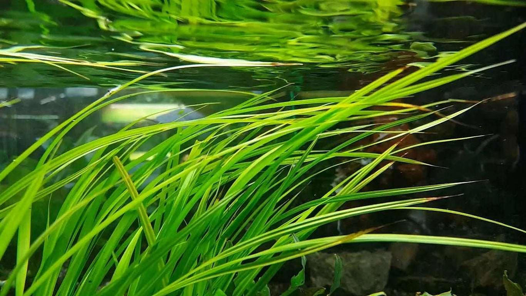 Cyperus Helferi (Uncommon) - The Nature Gallery