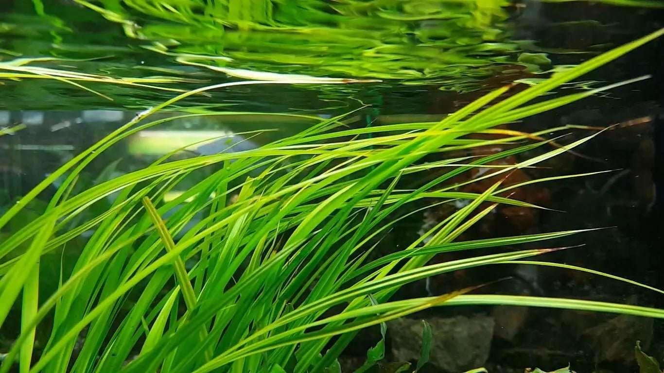 Cyperus Helferi (Uncommon) - The Nature Gallery