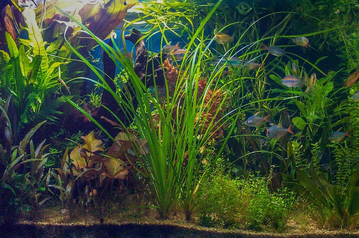 Cyperus Helferi (Uncommon) - The Nature Gallery