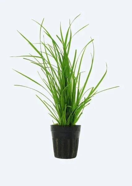 Cyperus Helferi (Uncommon) - The Nature Gallery