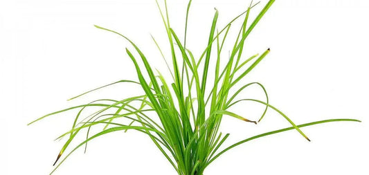 Cyperus Helferi (Uncommon) - The Nature Gallery