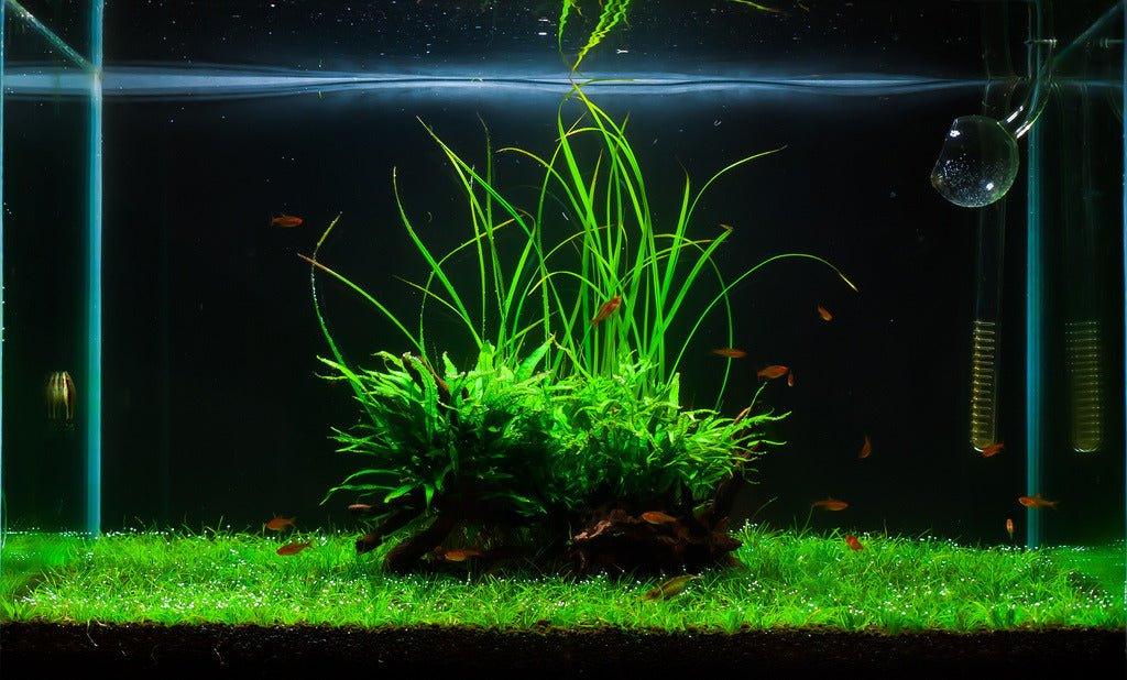 Cyperus Helferi (Uncommon) - The Nature Gallery