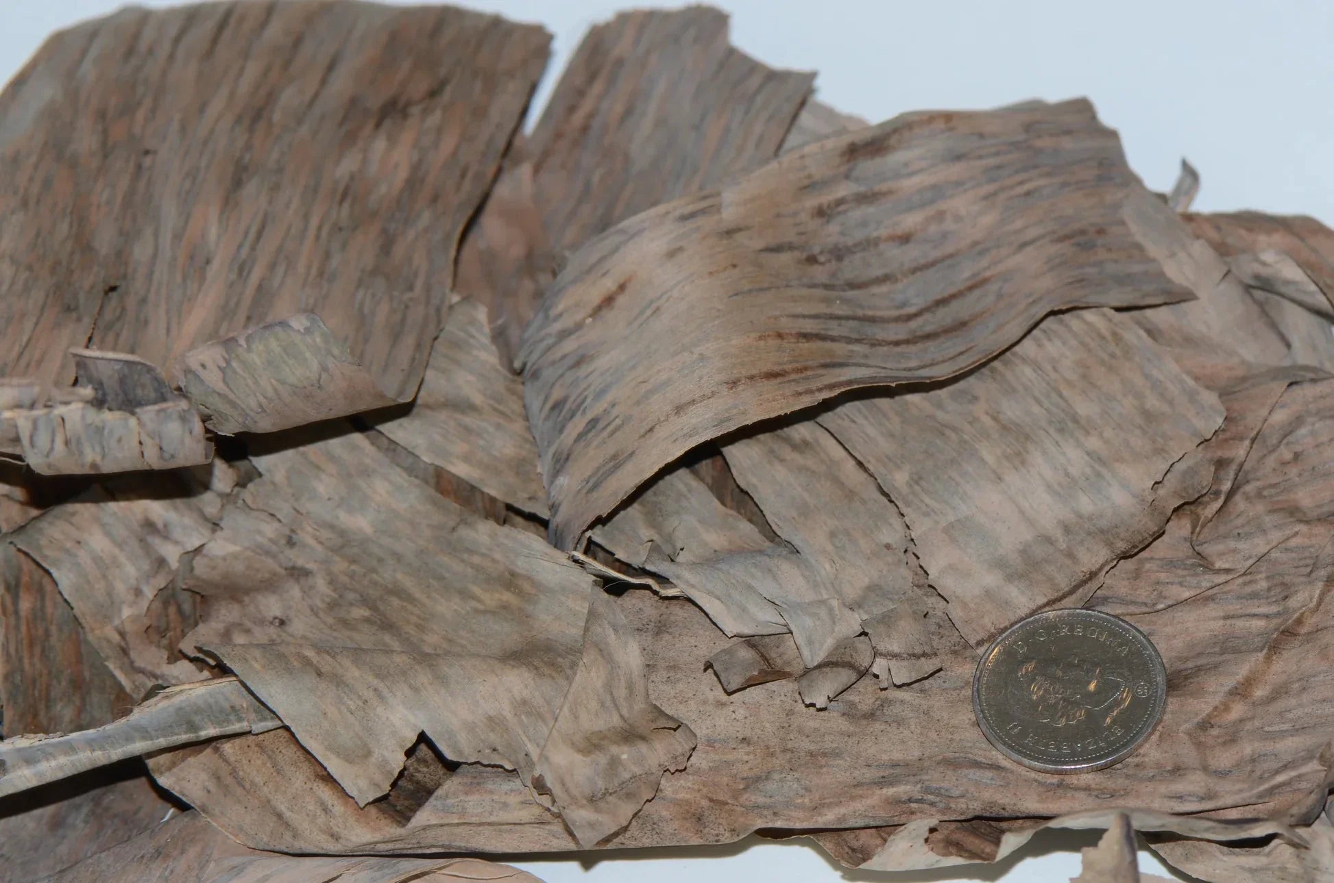 Dried Banana Leaves.