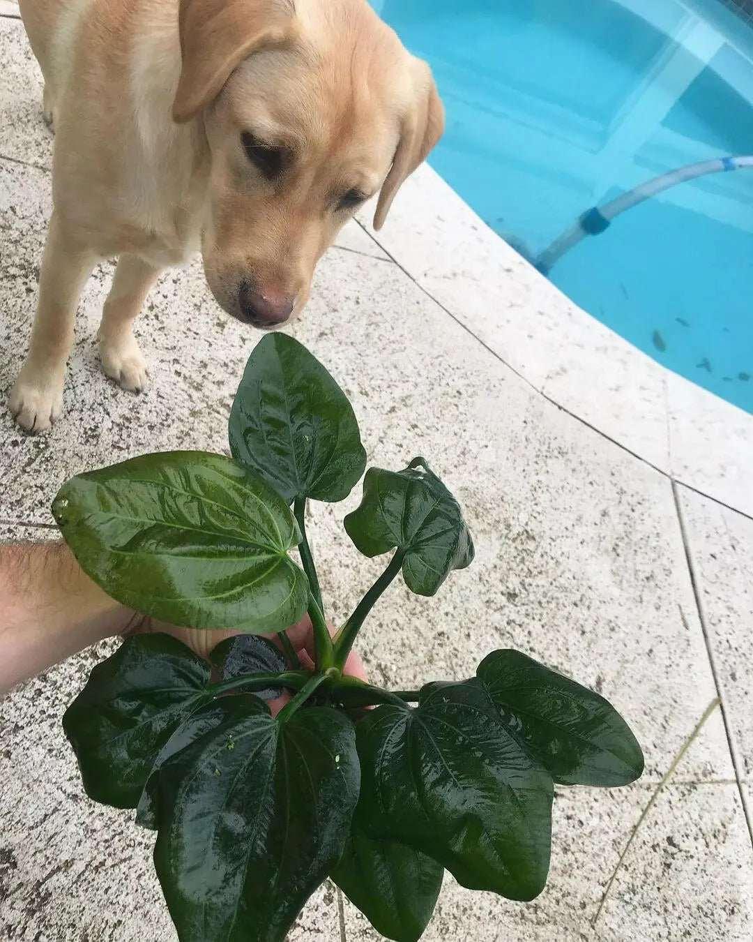 Echinodorus Igazu 2009 (Super Rare).