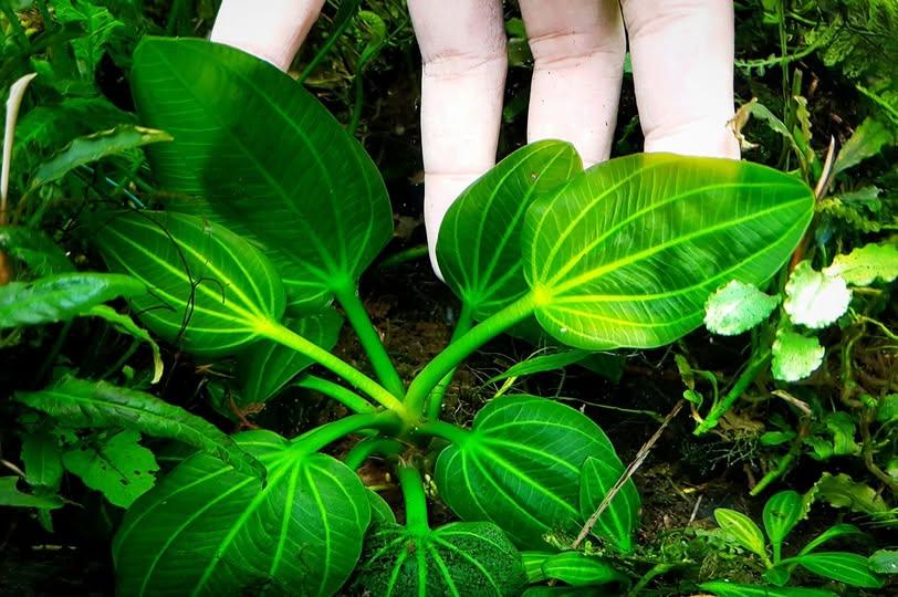 Echinodorus Igazu 2009 (Super Rare).