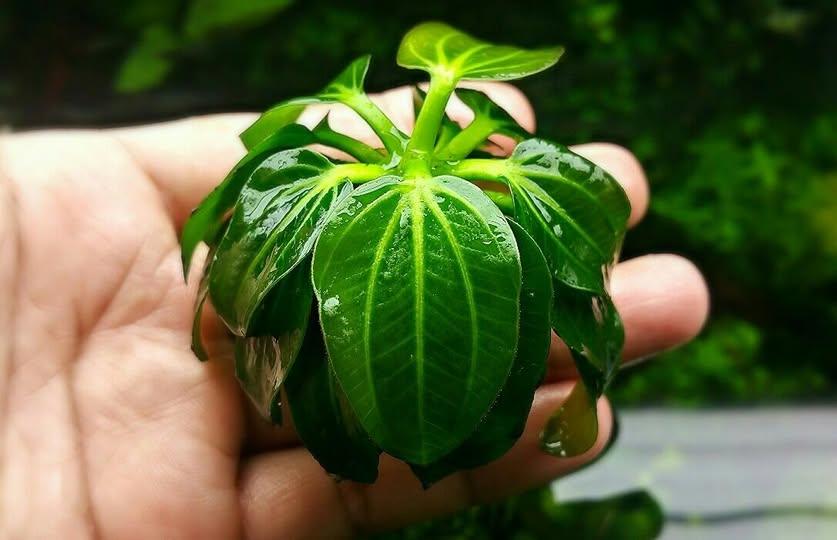 Echinodorus Igazu 2009 (Super Rare).