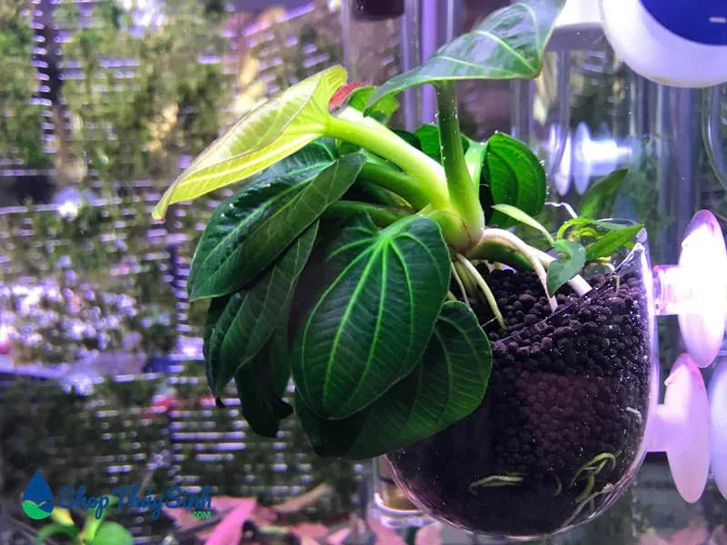 Echinodorus Igazu 2009 (Super Rare).