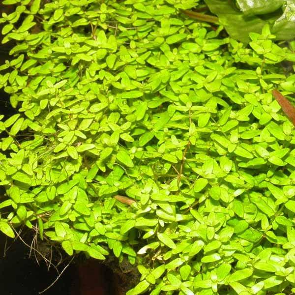 Elatine Gratioloides (Super Rare: First Release On Market).