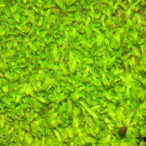 Elatine Gratioloides (Super Rare: First Release On Market).