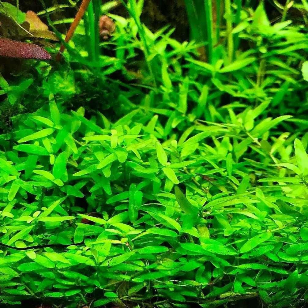 Elatine Gratioloides (Super Rare: First Release On Market).