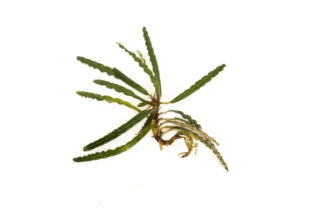 Fenestratarum Mulyadii *Emerge grown* (Super Rare).