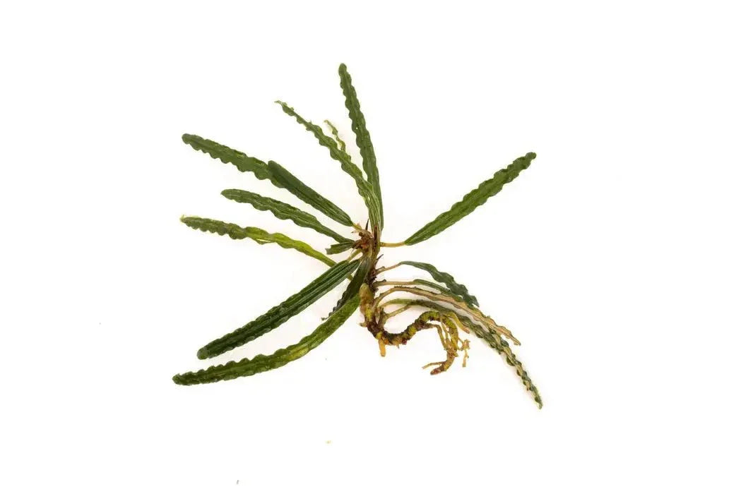 Fenestratarum Mulyadii *Emerge grown* (Super Rare).