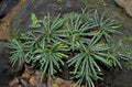 Fenestratarum Mulyadii *Emerge grown* (Super Rare).