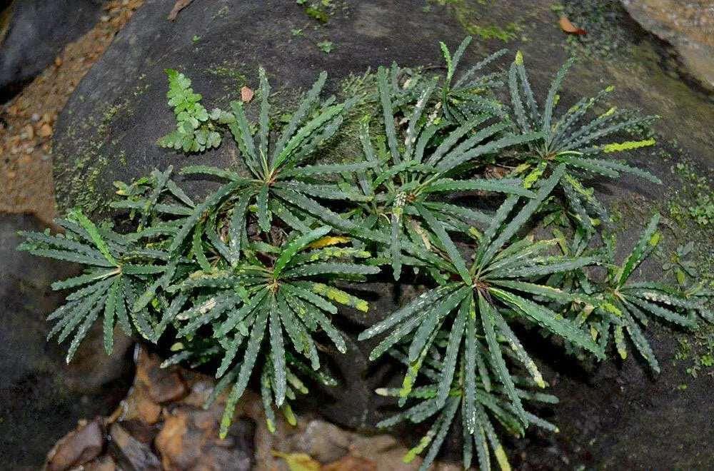 Fenestratarum Mulyadii *Emerge grown* (Super Rare).