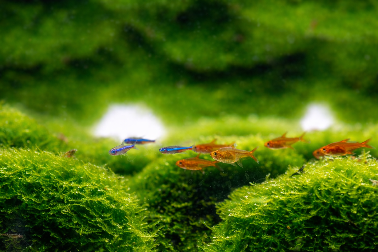 From Overwhelmed to Thriving: A Definitive Aquascaping Mindset Overhaul eBook