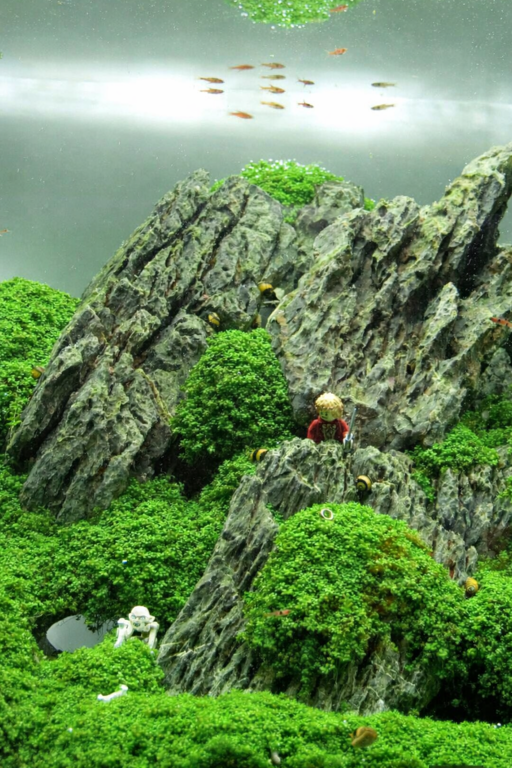 From Overwhelmed to Thriving: A Definitive Aquascaping Mindset Overhaul eBook