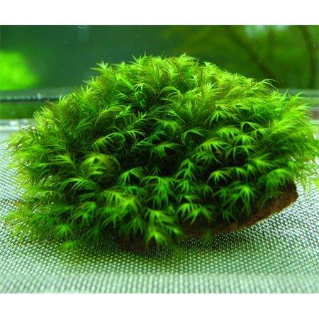 Fissidens Fontanus.