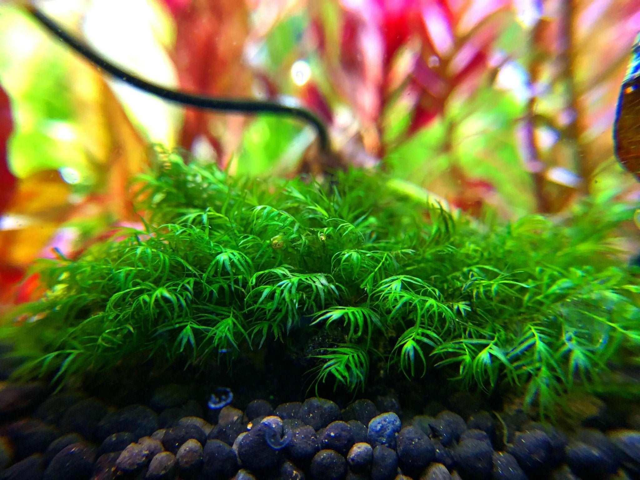 Fissidens Fontanus.