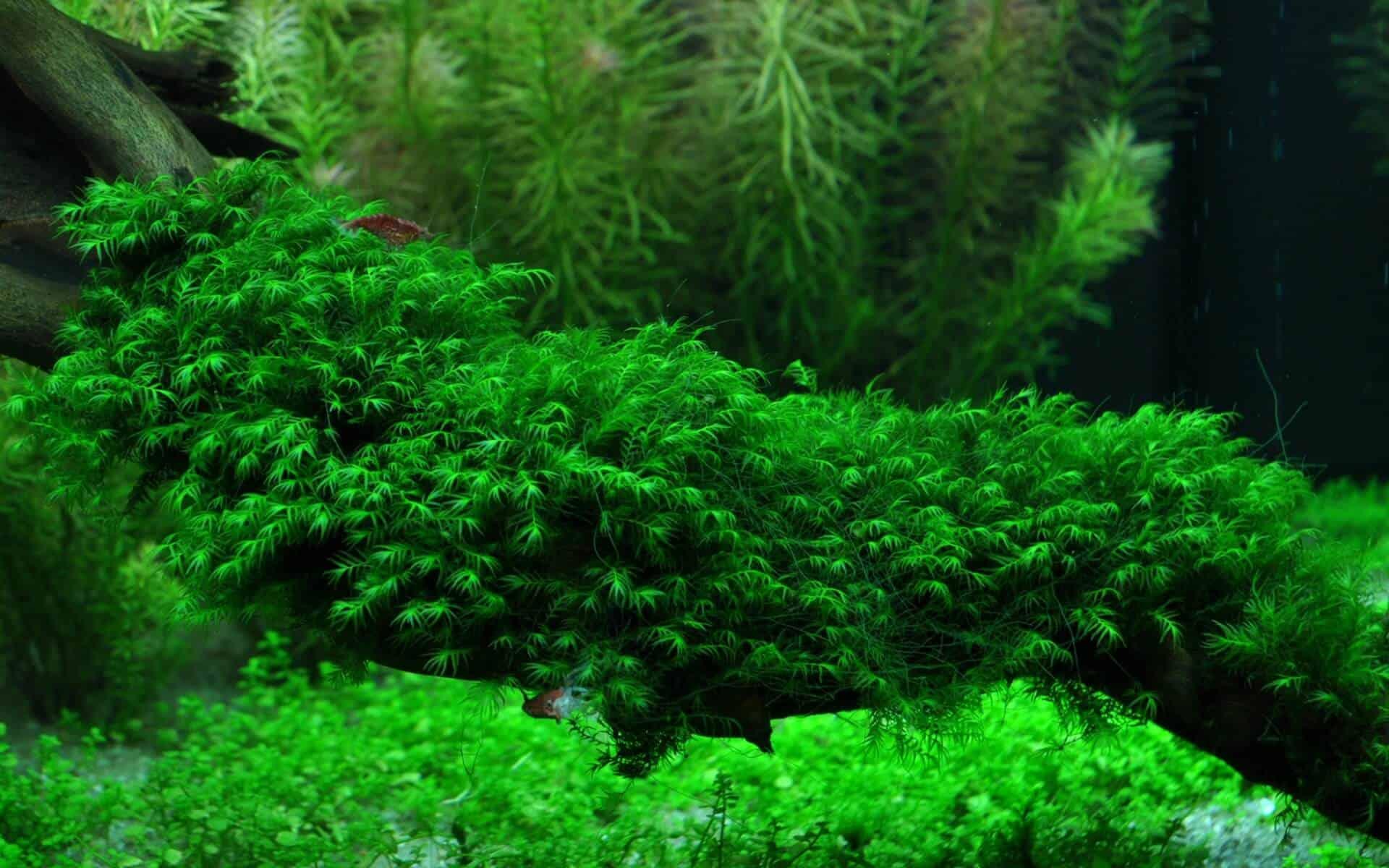 Fissidens Fontanus.