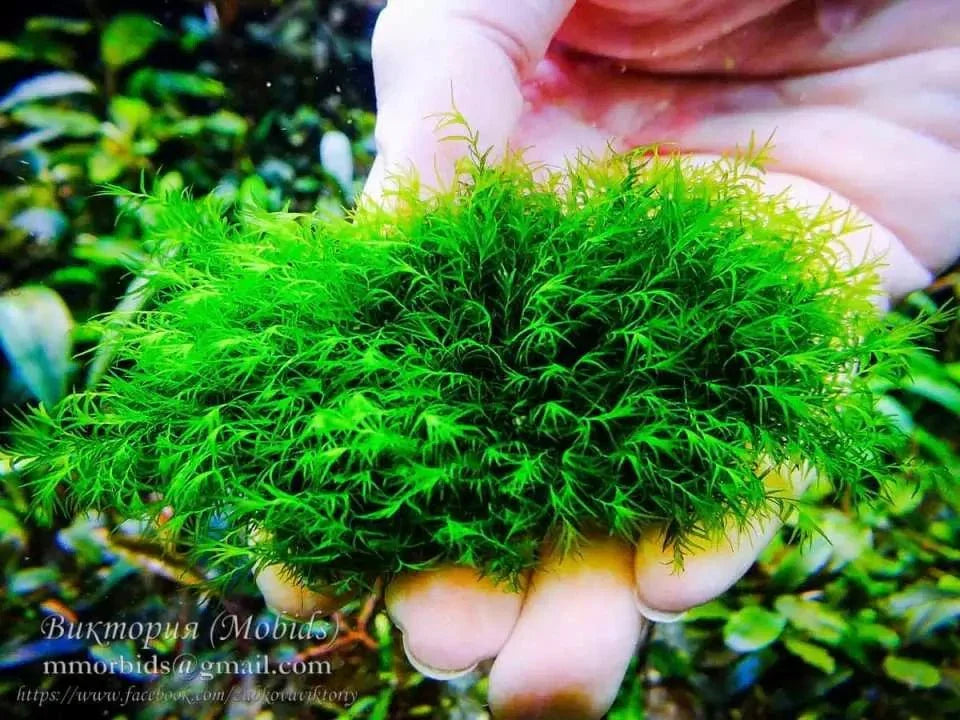 Fissidens Fox (Rare).