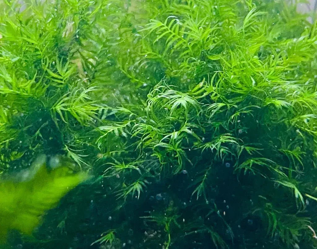 Fissidens Fox (Rare).