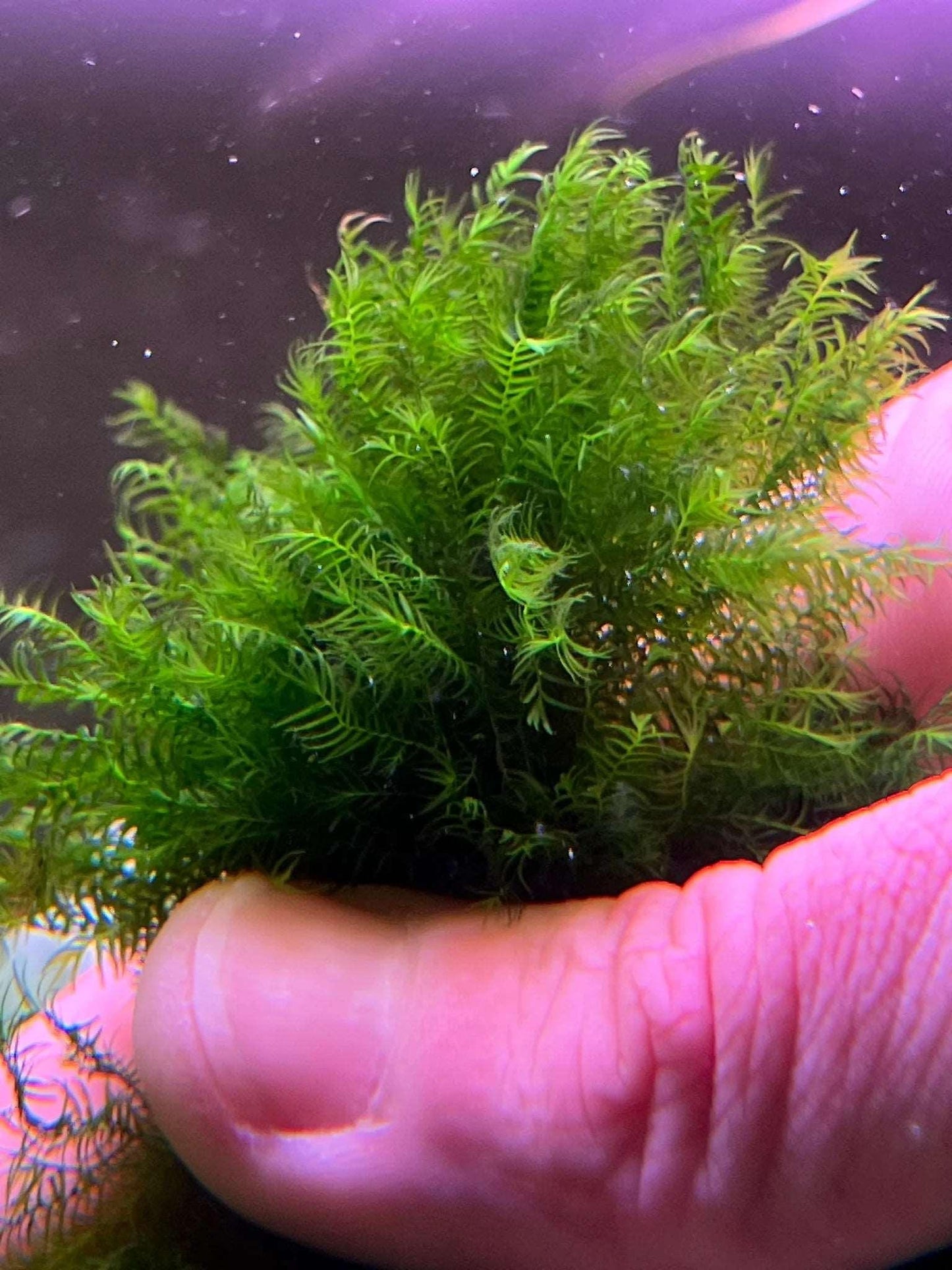 Fissidens Fox (Rare).