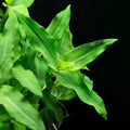 Floscopa cf. scandens (Rare) - The Nature Gallery