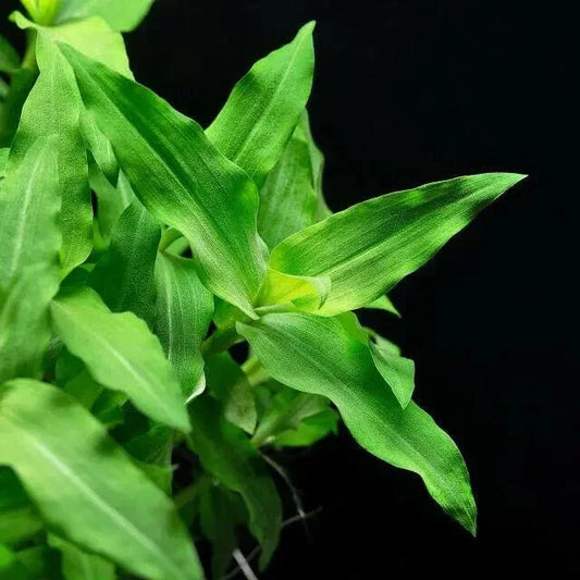 Floscopa cf. scandens (Rare) - The Nature Gallery