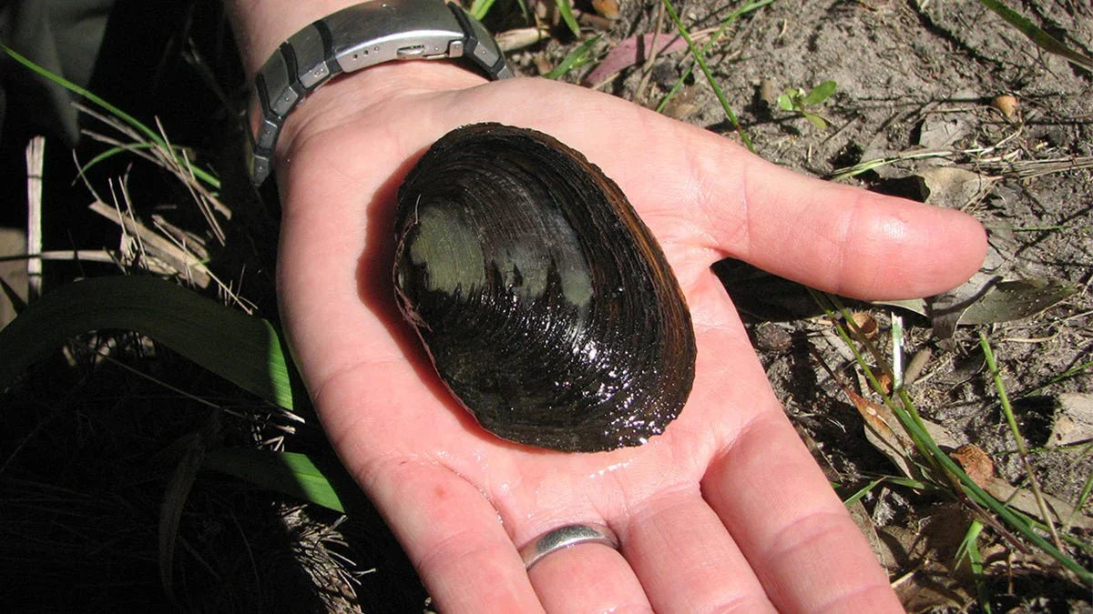 Freshwater Mussel (Rare).