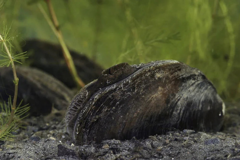 Freshwater Mussel (Rare).