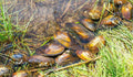 Freshwater Mussel (Rare).