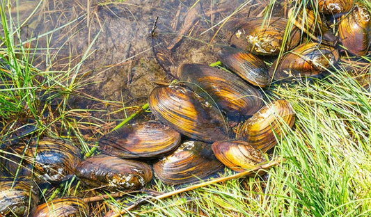 Freshwater Mussel (Rare).