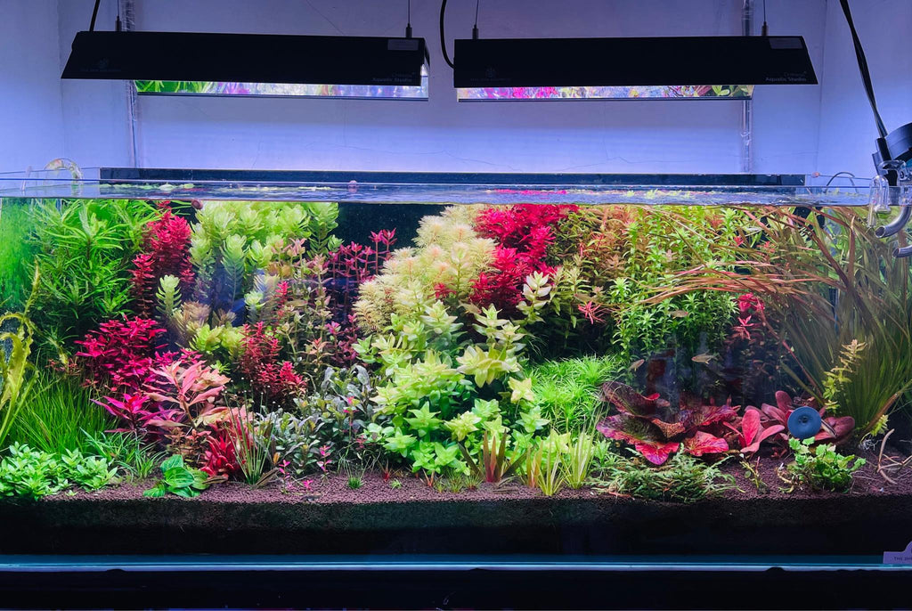 Mixed Stem Plants (5 Pack) (Common → Super Rare)