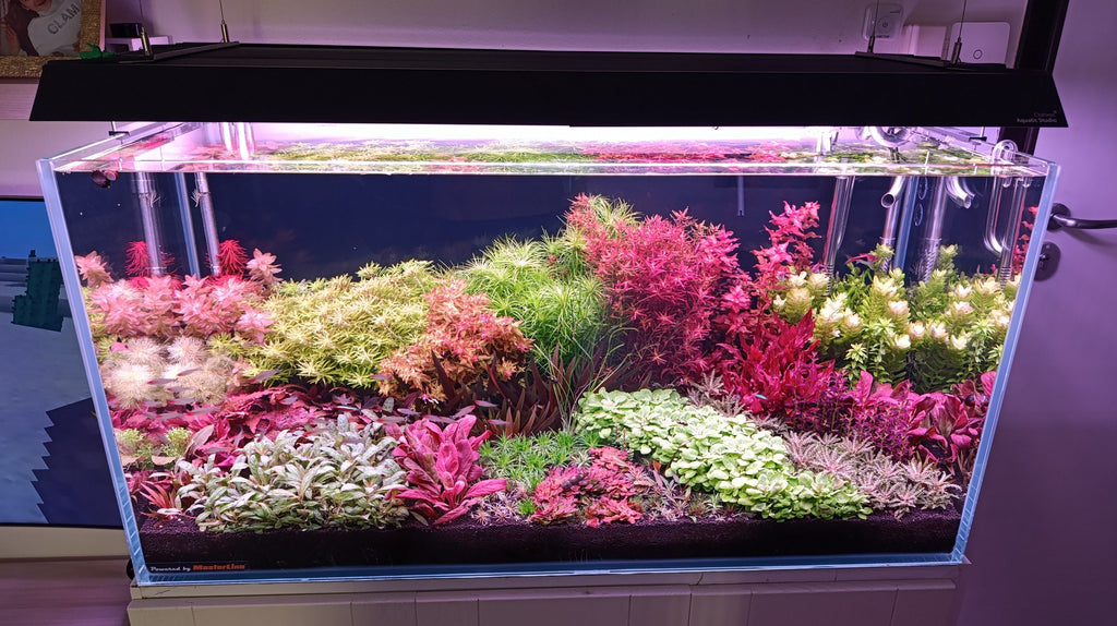 Mixed Stem Plants (5 Pack) (Common → Super Rare)