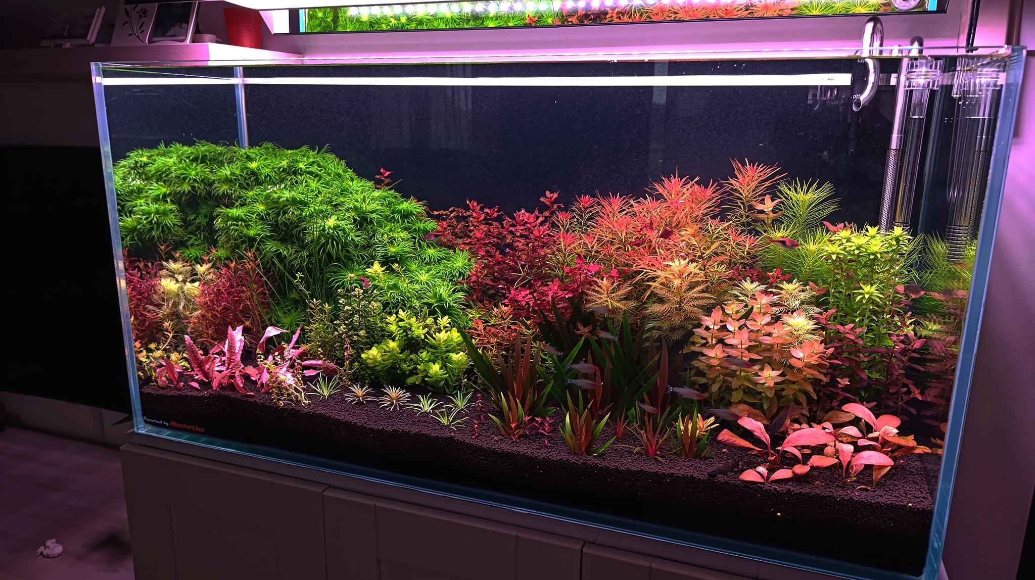 Mixed Stem Plants (5 Pack) (Common → Super Rare)