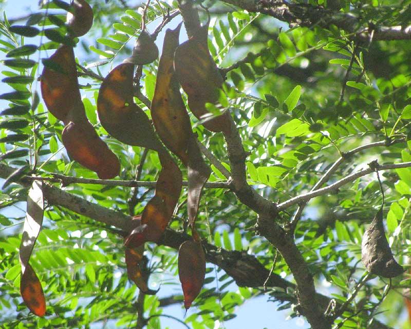 Gleditsia triacanthos  'Sunburst' Seed Pods (Pack of 5).