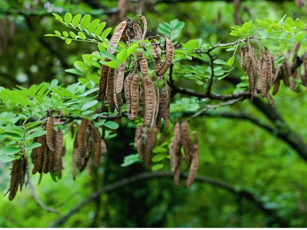 Gleditsia triacanthos  'Sunburst' Seed Pods (Pack of 5).
