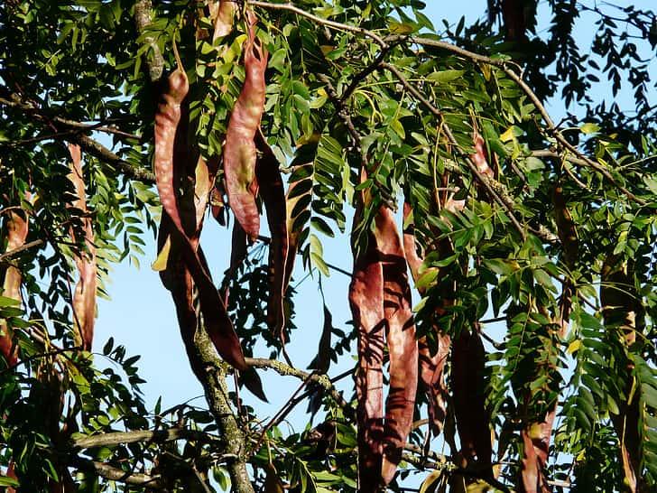 Gleditsia triacanthos  'Sunburst' Seed Pods (Pack of 5).