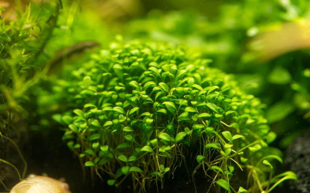 Glossostigma Elatinoides.