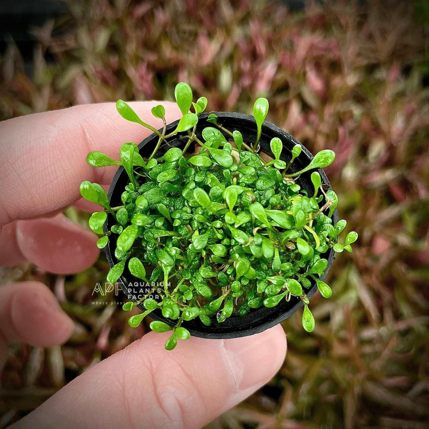 Glossostigma Elatinoides.