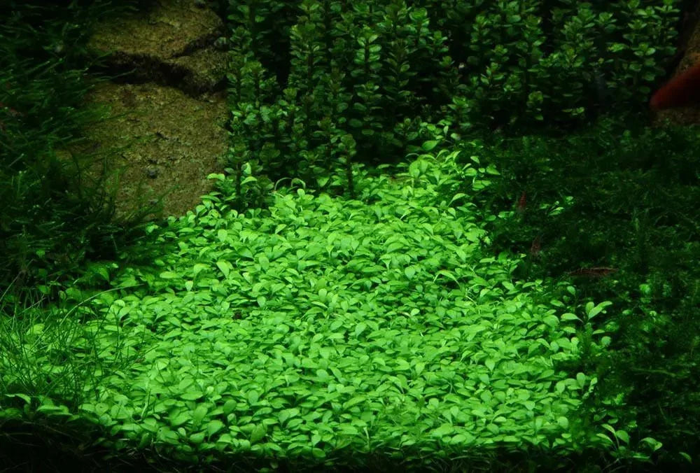 Glossostigma Elatinoides.