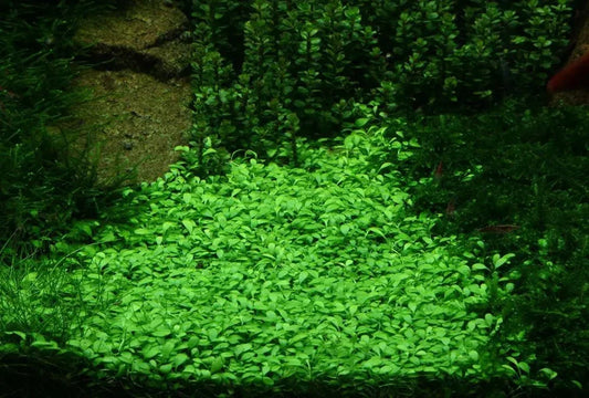 Glossostigma Elatinoides.