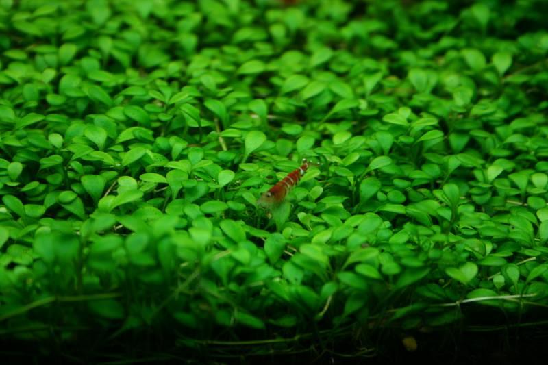 Glossostigma Elatinoides.