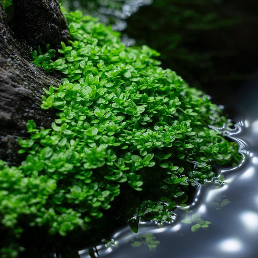 HC Cuba 5 Pack (Hemianthus callitrichoides).