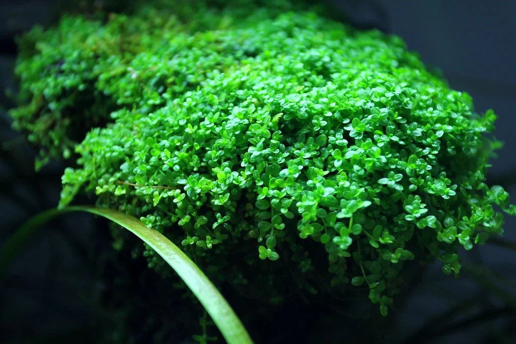 HC Cuba 5 Pack (Hemianthus callitrichoides).